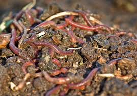 4 difference between earthworms and red wigglers. Garden Worms Stock Image Image Of Organic Garden Dirt 4815501