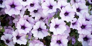 No need to register, buy now! How To Keep Your Wave Petunias Blooming And Booming