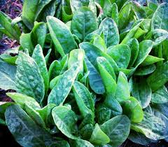 Macrisul este o planta care, din pacate, este ignorata astazi, insa prezinta proprietati nutritive intense. MÄƒcriÈ™ Si Al Lui Verde SÄƒnÄƒtos Diversificare Ro