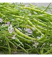 Image result for Erlangea