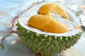 Our award winning black thorn 【frozen durian】rejoice! Black Thorn Durian At Suling Hill Year Of The Durian