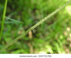 Image result for Paspalum conjugatum