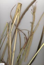Image result for Andropogon gayanus