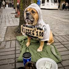 God Made Dogs Mans Best Friend Why We Need Dogs Cremation Solutions