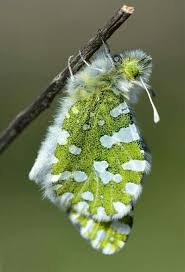 Black And White Striped Caterpillar Virginia Pin By Callie Raab On Beautiful Bugs Beautiful Butterflies Beautiful Bugs Bugs And Insects