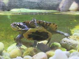 How Do Turtles Breathe Do Turtles Have Lungs Or Gills Vivo Pets