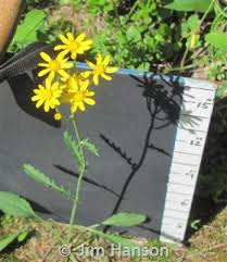 Image result for Senecio sp.no.2