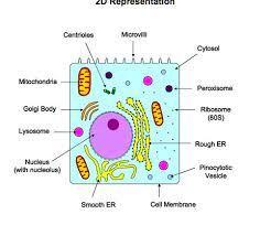 Check spelling or type a new query. Ib Biology Sl Eukaryotic Cells Flashcards Quizlet