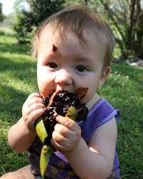 The black sapote fruit looks unattractive, to put it mildly. The Fruit That Tastes Like Chocolate Pudding Chocolate Pudding Chocolate Pudding Fruit Like Chocolate