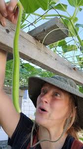 Long gourds are fun! #gourd #longgourd #giantpumpkin #wiggle #knockknock  #gardening #plants #farm #homestead #funny #joke