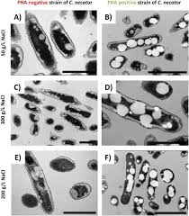 Not fdic insured • no bank guarantee • may lose value. Involvement Of Polyhydroxyalkanoates In Stress Resistance Of Microbial Cells Biotechnological Consequences And Applications Sciencedirect