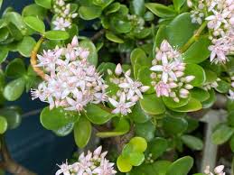 Money tree, money plant, jade plant, jade tree, friendship tree, lucky plant, dollar plant, pink joy. Photo Of A Crassula Ovata Jade Plant Lucky Plant Money Plant Stock Photo Picture And Royalty Free Image Image 147068648