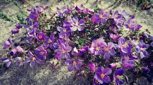 Image result for Lysimachia monelli