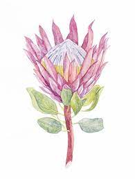 Pink Protea Flower Watercolor Illustration Digital Art Watercolor Clipart Digital Prints Weddin Botanical Drawings Watercolor Illustration Protea Flower