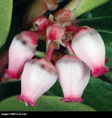 Image result for Uvaria schweinfurthii