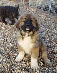 Caucasian Shepherd For Sale Or Adoption Latest Ads Caucasian Shepherd Dog Caucasian Shepherd Caucasian Shepherd For Sale
