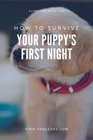How To Survive Your Puppy S First Night At Home First Night With Puppy Crate Training Puppy Puppy Training