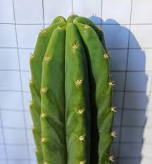 Notice the shorter sections where you see new tops growing. A Visual Guide To Hardware San Pedro And Identifying True Pachanoi Vs Pachanot In Its Various Forms Found Across The Country At Home Depot And Lowes X Post From R Druggardening Mescaline
