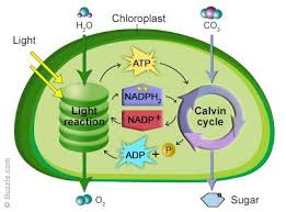 If you look up plant cell on the there are some exceptions to this rule; Functions Of Chloroplast A Diagram Of How Photosynthesis Works Biologi Sel Belajar Kimia