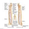 Check out our radius bone selection for the very best in unique or custom, handmade pieces from our shops. 1