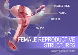 Female Reproductive Structures Reproductive System Female Reproductive System Gynecological Health