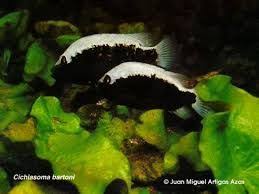 Image Result For Black And White Freshwater Aquarium Balik Akvaryum Amerikan