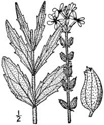 Image result for Buchnera leptostachya