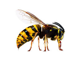 Check spelling or type a new query. Angka Erek Erek Lebah 2d 3d 4d Dalam Buku Mimpi