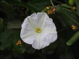 Image result for Ipomoea violacea