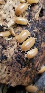Pin On Isopods