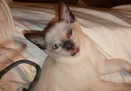 Corneal ulcers may also be secondary to other eye conditions in cats. Eye Conditions The Animal Medical Center