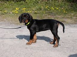 Black And Tan Hound Dog Puppies Austrian Black And Tan Hound Osterreichische Glatthaarige Bracke Vieraugl Brandlbracke Dogs Puppy Black And Tan Doggy Dogs