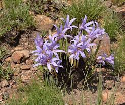 Image result for Xerophyta kirkii