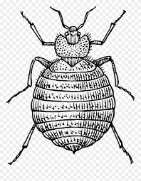 Drawing Insect Cool Clip Art Bed Bug Png Download 779620 Pinclipart Bedroom drawing, coloring for children & learn furnitures | magic fingers art #06. drawing insect cool clip art bed bug