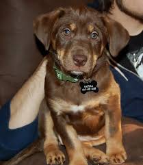 We did not find results for: Amelia Came Home On 1 29 11 Finally Posting Pics Lab Mix Puppies Australian Shepherd Australian Shepherd Puppies