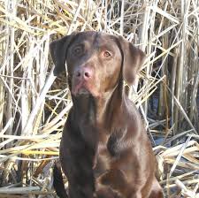 907 likes · 2 talking about this · 385 were here. Whole Pet Veterinary Clinic Home Facebook