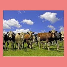Herd Of Cattle And Overcast Sky Postcard Zazzle Com Cow Cute Baby Animals New Zealand