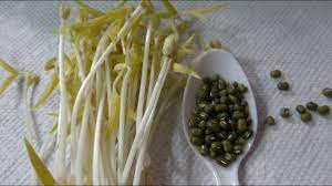 Our first try of growing bean sprouts at home. How To Grow Mung Bean Sprouts Cheap Easy Method Youtube