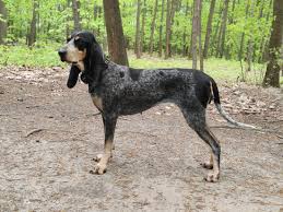 Image result for jurský honič