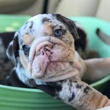 We are akc registered and we are d best bullies has moved, check out i am bulldog for beautiful bulldog puppies. English Bulldog Breeder Home Facebook