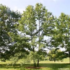 It was little known to hunters until the 1960s and 70s, when wildlife researchers began reporting the results of their use of the tree. Sawtooth Oak Tree On The Tree Guide At Arborday Org