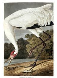 Pin On Audubon Prints