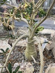 Image result for Dorstenia dinklagei