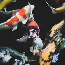 They're available in many forms including pellets, fish flakes, wafers and other treats. Mazuri The Right Fish Food Will Help You Raise Healthy And Active Koi Fish Here Are Three Tips To Help You Make The Right Choice Https Bit Ly 3c5yf6m Facebook