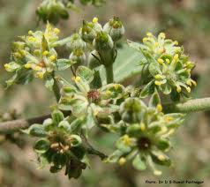 Image result for Triumfetta