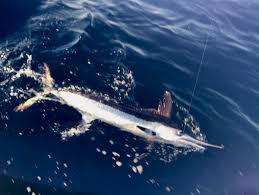 Archived Fishing Reports Obsession Fishing Outer Banks North Carolina  Sportfishing Sailfish