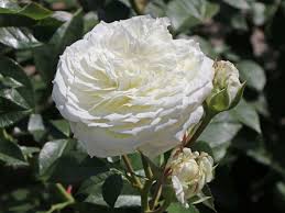 Free shipping and the bible beautiful guarantee. Beetrose Alabaster Finde Deine Neue Rose Online Ratgeber
