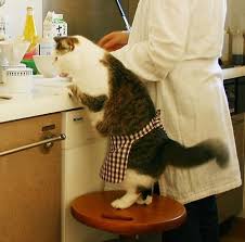 kedi sahipleri kedinizi sakin bu 6 yiyecekle beslemeyin