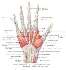 Muscles of the hand and wrist. Hand Tendon And Muscle Anatomy