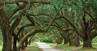 Live Oak Our State Over 37,202 oak tree pictures to choose from, with no signup needed. live oak our state